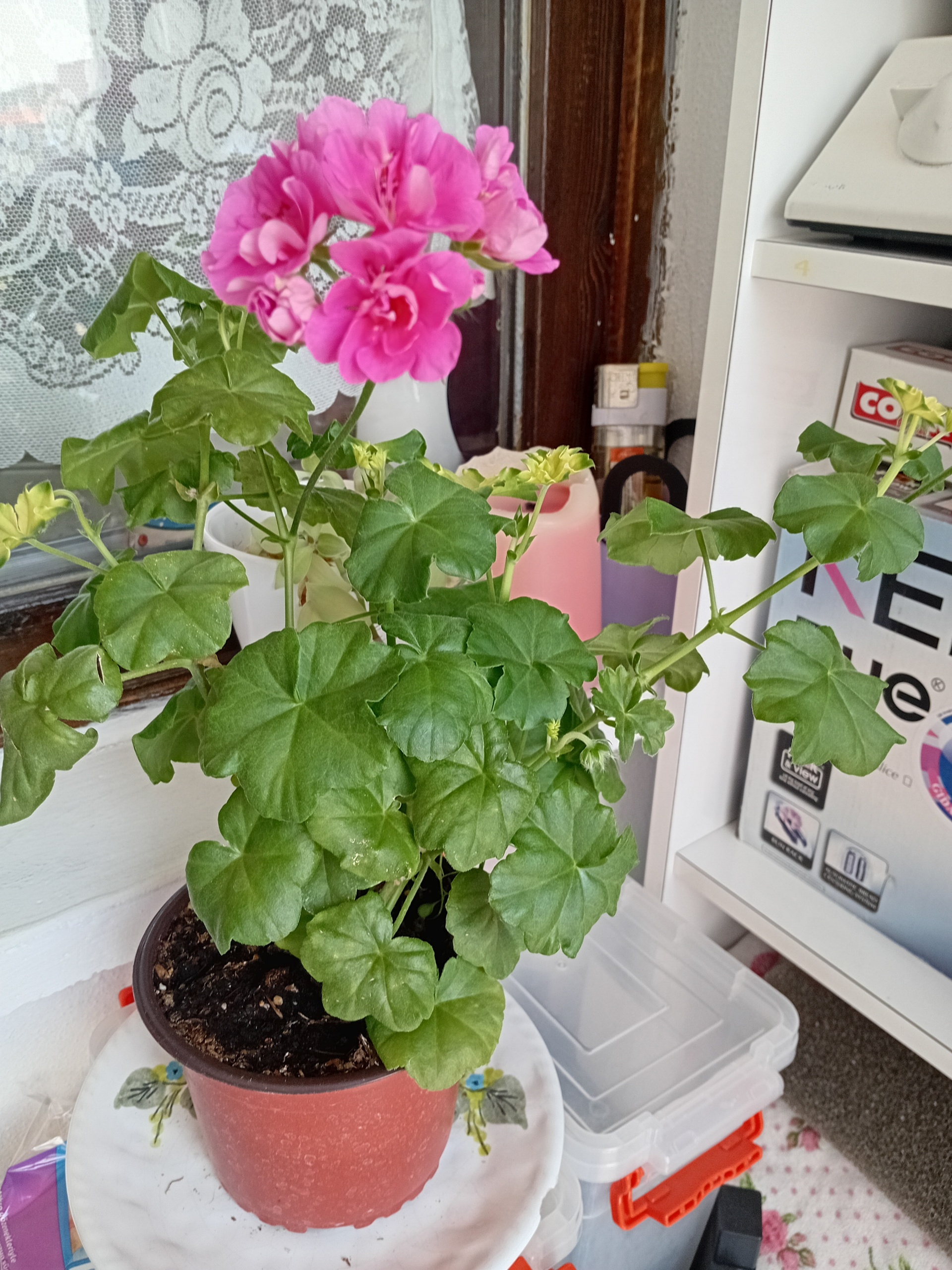 Çalışan bayana odâ,temiz,sigara içmeyen